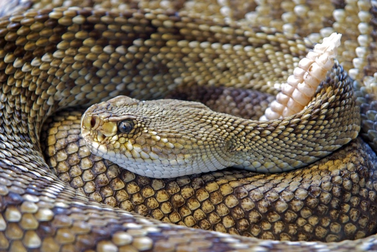 First Aid for Snake Bites | Clear Lake ER