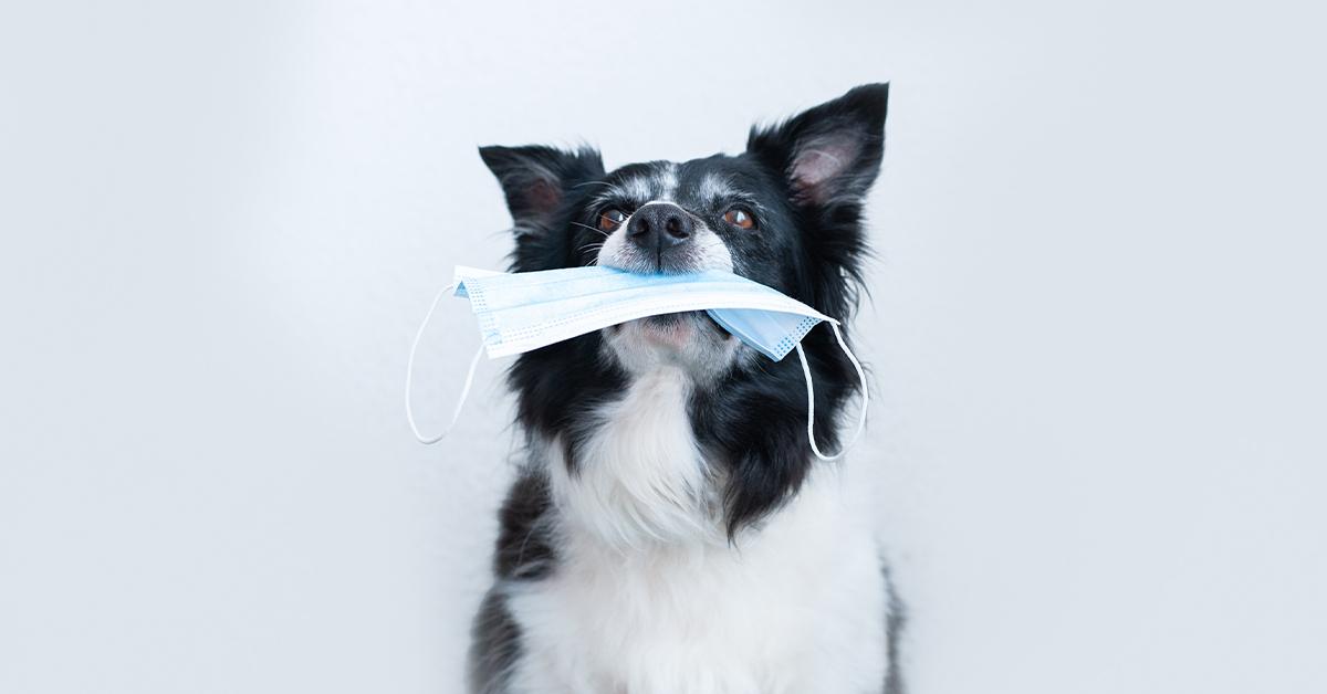 Covid-19 and Pet Safety | ER in Corpus Christi, TX | Physicians Premier