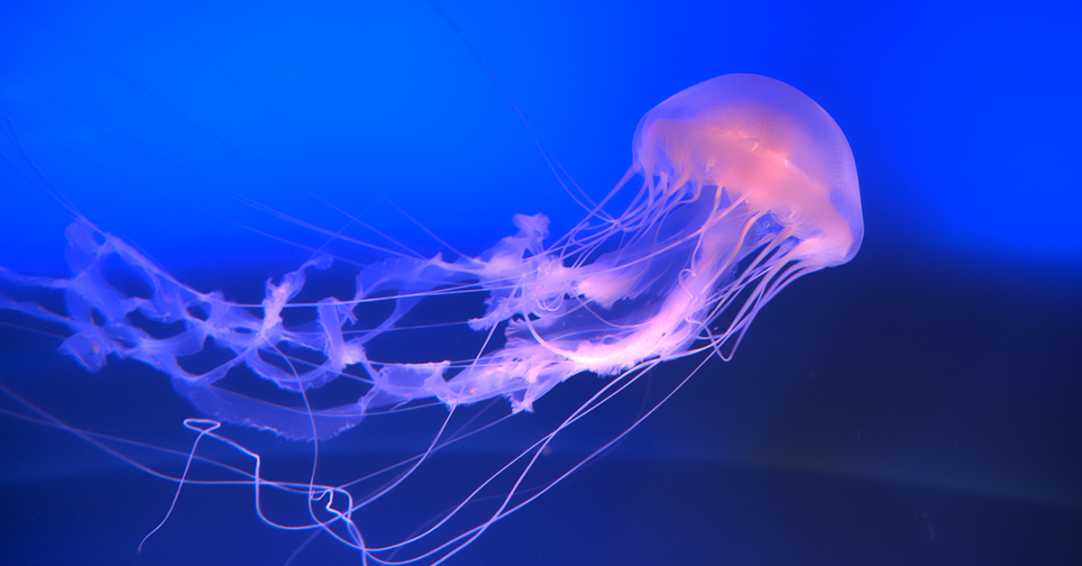 Jellyfish and Stingray Stings: Symptoms, First Aid, and When to Go to the ER
