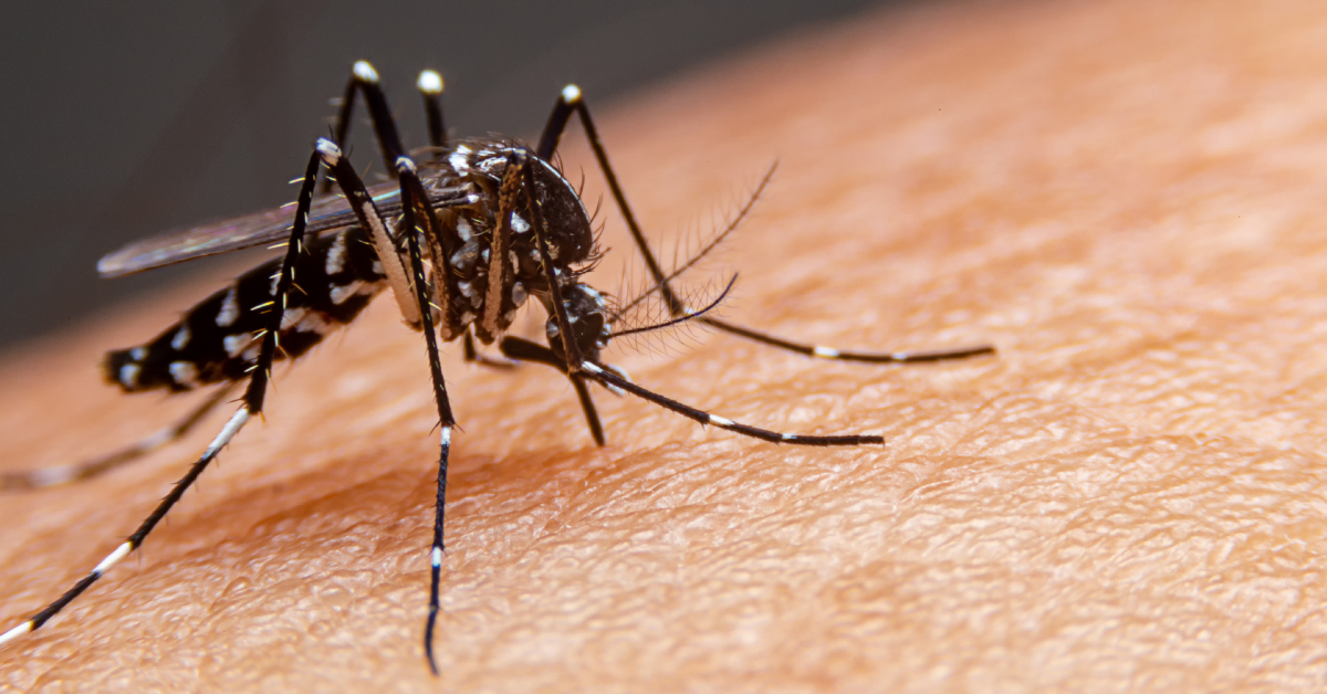 Preventing Mosquito-Borne Diseases
